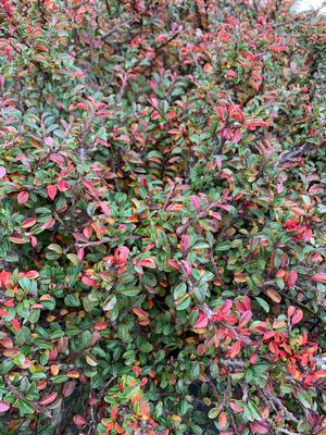 Cotoneaster apiculatus Tom Thumb