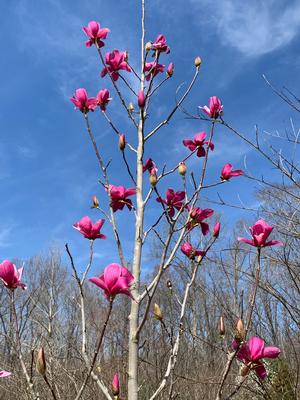 Magnolia X (soulangiana x lilifolia) Genie