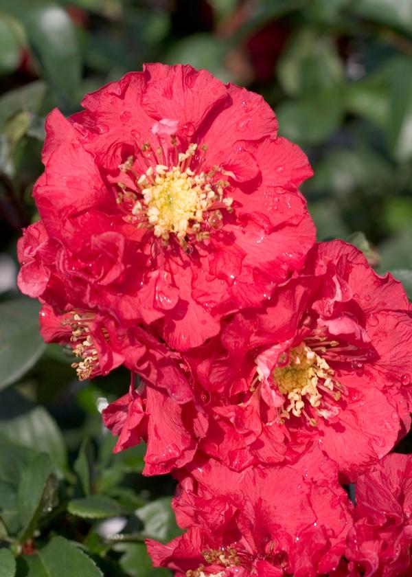 Chaenomeles speciosa Double Take® Pink(PP29475) 
