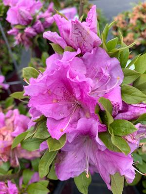 Azalea-Rhododendron Encore®Autumn Lilac®PP22762 