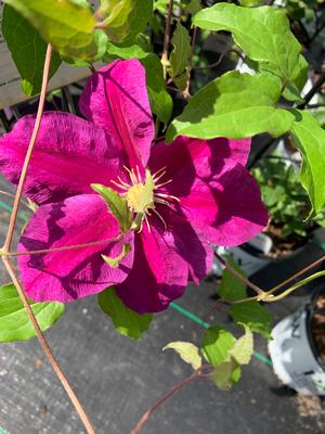 CLEMATIS SUNSET (Group 2)