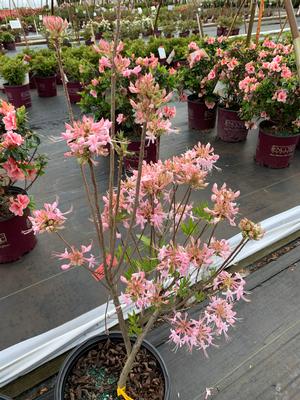 Azalea-Rhododendron canescens Deciduous Native Varnadoe