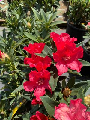 Rhododendron The Honorable Jean Marie De Montague