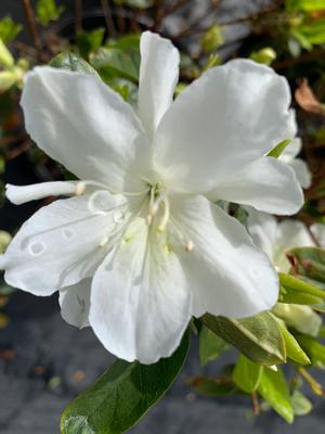 Azalea-Rhododendron Mucronatum Delaware Valley White