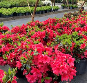 Azalea-Rhododendron Back Acre hybrid Red Slippers