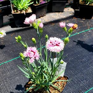 Dianthus Early Bird Fizzy