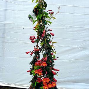 Bignonia capreolata Tangerine Beauty