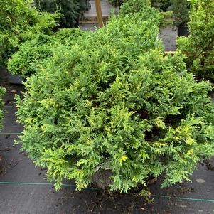 Chamaecyparis pisifera Golden Pincushion