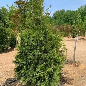 Thuja occidentalis Hetz Wintergreen