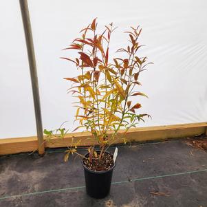 Coreopsis tripteris Gold Standard