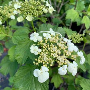 Viburnum trilobum 