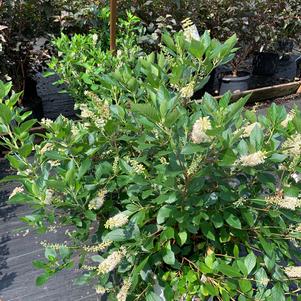 Clethra alnifolia Vanilla Spice®(PP21589) 