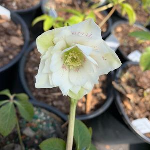 Helleborus Wedding Party Mix