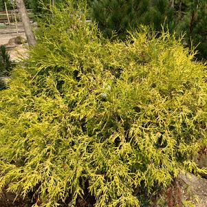 Chamaecyparis pisifera filifera aurea Gold Mops