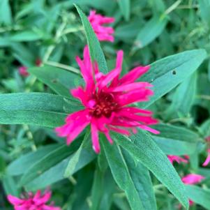 Aster novae-angliae Alma Potschke