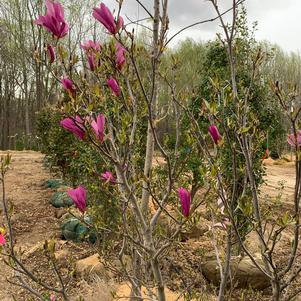 Magnolia x (liliflora x stellata) Ann