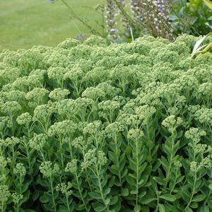 Sedum spectabile Autumn Joy