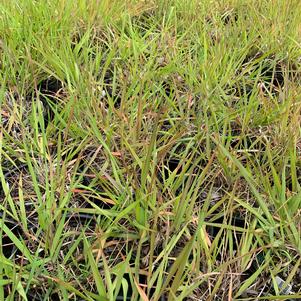 Eragrostis spectabilis 