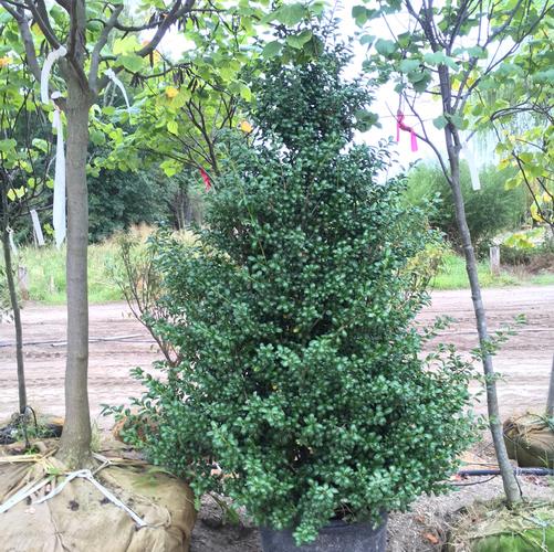 Ilex crenata Cheaspeake