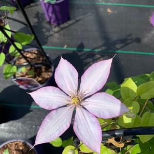 Clematis Samaritan Jo