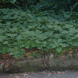 Pachysandra procumbens 