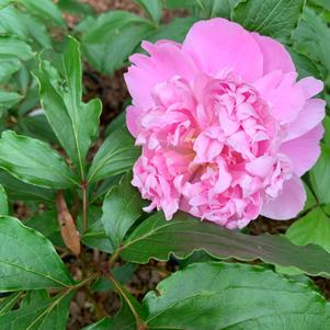 PAEONIA MONSIEUR JULES ELIE