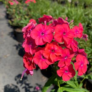 Phlox paniculata Flame Coral