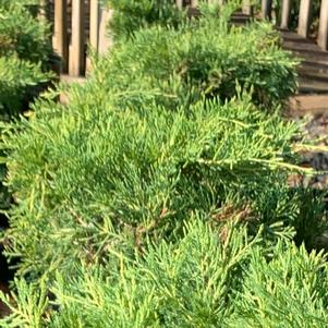 Juniperus chinensis Gold Lace