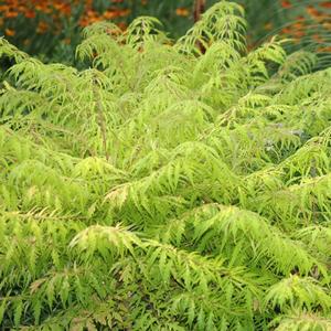 Rhus typhina Tiger Eyes®(PP16185) 