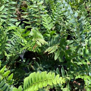 Fern-Polystichum acrostichoides 