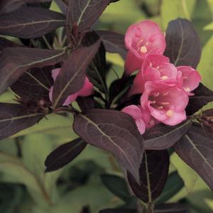 Weigela florida Wine & Roses® 