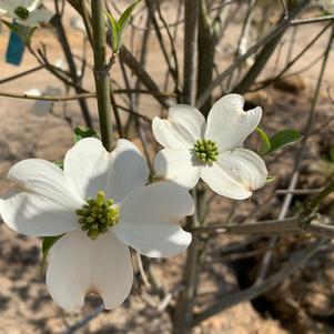 Cornus florida Appalachian Spring