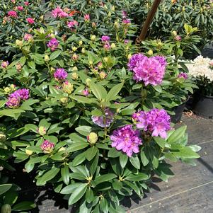 Rhododendron catawbiense Grandiflorum