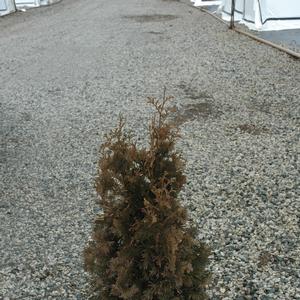 Thuja occidentalis Degroot's Spire