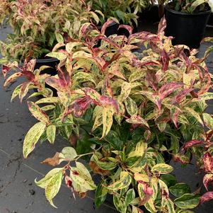 Leucothoe fontanesiana Rainbow