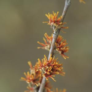 Hamamelis vernalis 