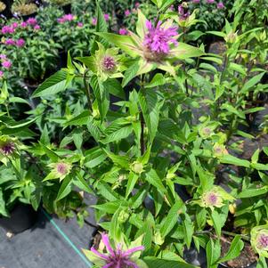 Monarda fistulosa Claire Grace