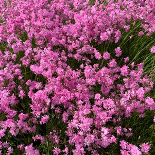 Lychnis flos-cuculi Petite Jenny