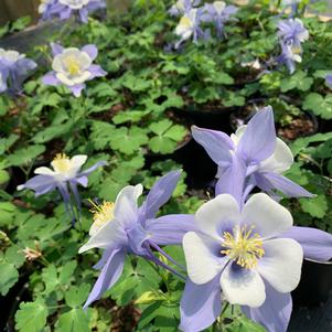 Aquilegia Songbird Bluebird