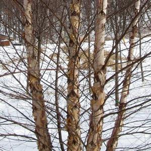 Betula nigra Heritage®