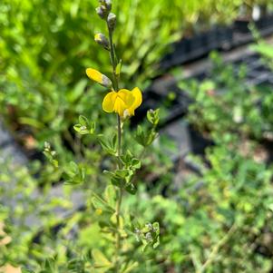 Baptisia tinctora 