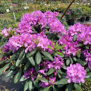 Rhododendron catawbiense Boursault