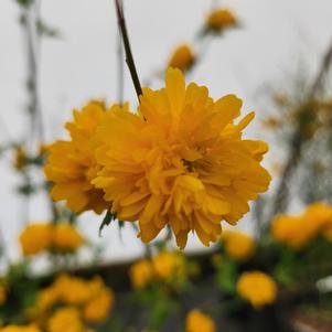 Kerria japonica Pleniflora