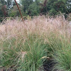 Miscanthus sinensis Little Kitten