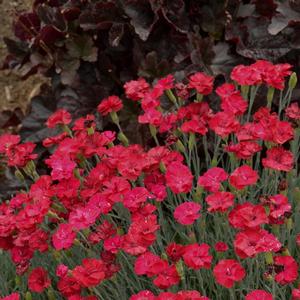 Dianthus Frosty Fire