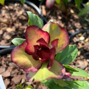 Helleborus Blushing Bridesmaid