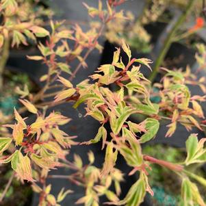 Acer palmatum Butterfly