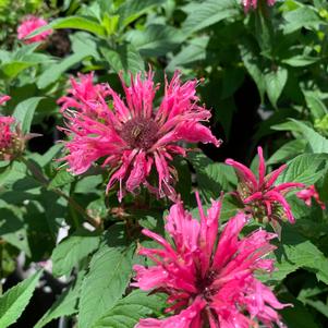 Monarda didyma Balmy Pink