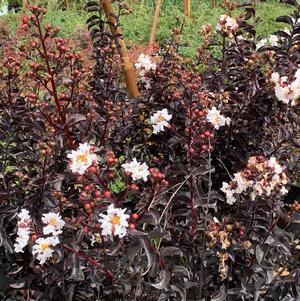 Lagerstroemia indica Ebony and Ivory