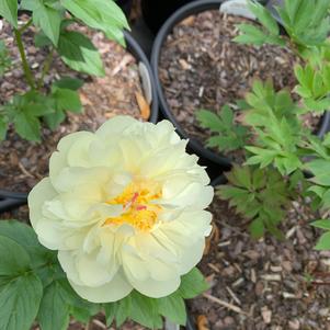 Paeonia Lemon Chiffon